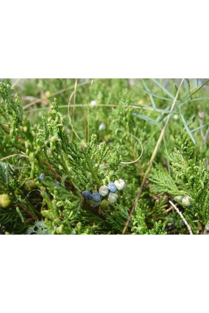 Ялівець ’Монтана’ як ґрунтопокривна рослина